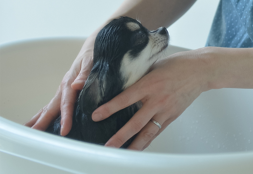 アニマー湯
