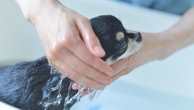 ワンちゃんの健康、美容のためのオプションサービスを用意しています